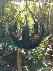 Aristolochia maxima