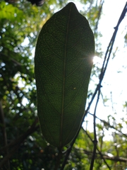 Aristolochia maxima