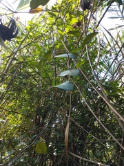 Aristolochia maxima