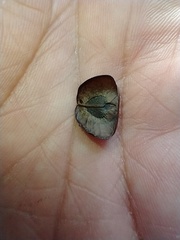 Aristolochia maxima