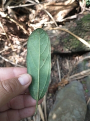 Aristolochia maxima