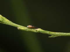 Orthocladiinae