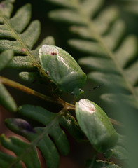 Chinavia pensylvanica