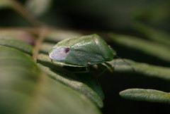 Chinavia pensylvanica