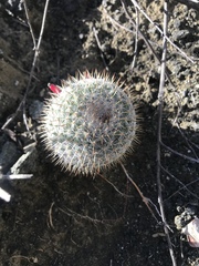 Mammillaria haageana haageana