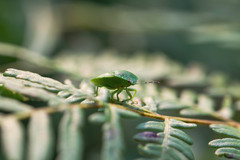 Chinavia pensylvanica