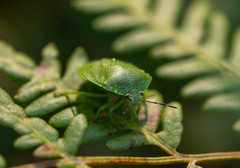 Chinavia pensylvanica