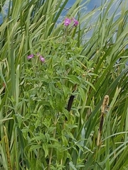 Epilobium hirsutum