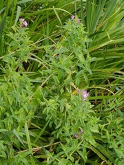 Epilobium hirsutum