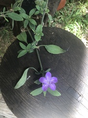 Ruellia squarrosa