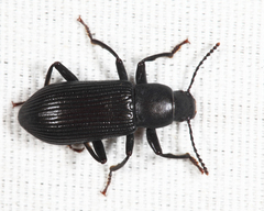 Xylopinus saperdoides