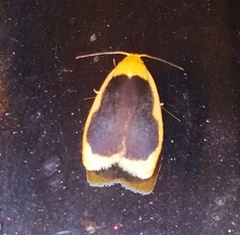 Pseudoblabes oophora