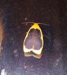 Pseudoblabes oophora