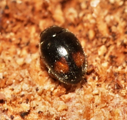 Nephus bipunctatus