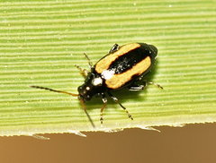 Phyllotreta variipennis