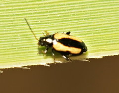 Phyllotreta variipennis