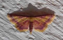 Idaea muricata