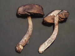 Leccinellum pseudoscabrum