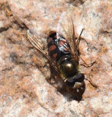 Eupeodes flukei