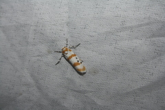 Cyana intercomma