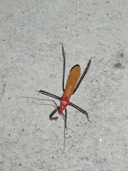 Saicinae