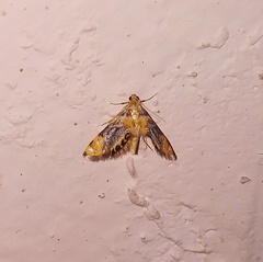 Nymphicula