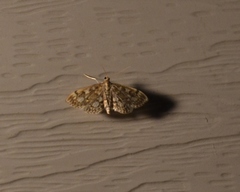 Anania plectilis