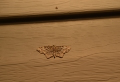 Hypagyrtis piniata