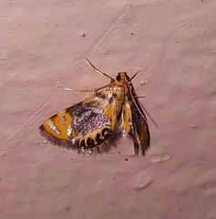 Nymphicula