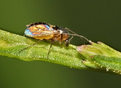 Orthocladiinae