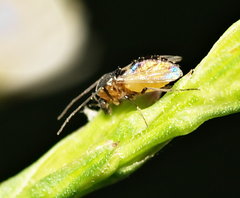 Orthocladiinae