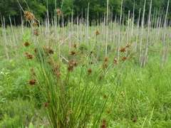 Juncus nodosus