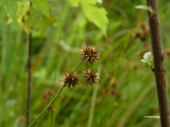 Juncus nodosus