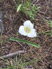 Calochortus apiculatus
