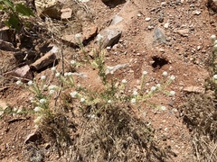 Lepidium thurberi