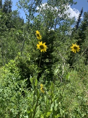 Wyethia amplexicaulis