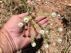 Lepidium thurberi