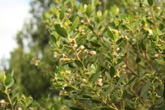 Baccharis nitida