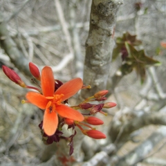 Jatropha nudicaulis