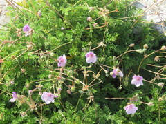 Erodium glandulosum