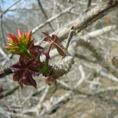 Jatropha nudicaulis