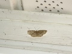 Aethalura intertexta