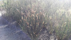 Elegia fistulosa