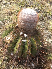 Melocactus macracanthos