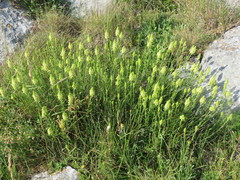 Sideritis hyssopifolia