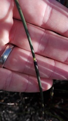 Elegia fistulosa
