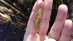 Elegia fistulosa