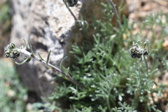 Artemisia scopulorum