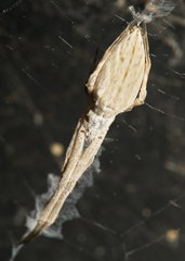 Uloborus walckenaerius