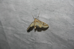 Eoophyla sejunctalis